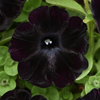 Petunia - Starlet™ 'Velvet'