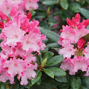 Rhododendron - Dandy Man Color Wheel®