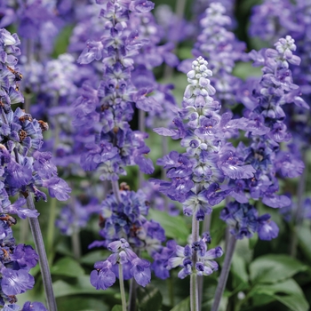 Salvia farinacea (Mealycup Sage) - Unplugged™ 'So Blue™'