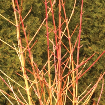 Cornus sanguinea - 'Arctic Sun®' Dogwood