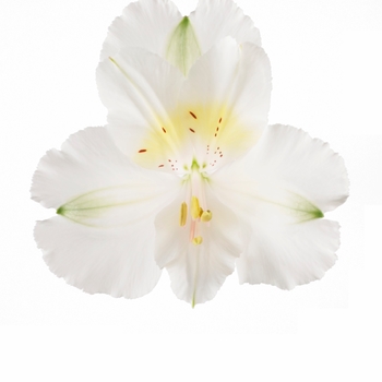 Alstroemeria x hybrida Colorita® Claire - Alstroemeria (Peruvian Lily) 