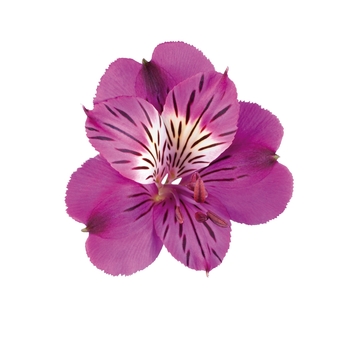 Alstroemeria 'Louise' (Peruvian Lily) - Colorita® Louise®