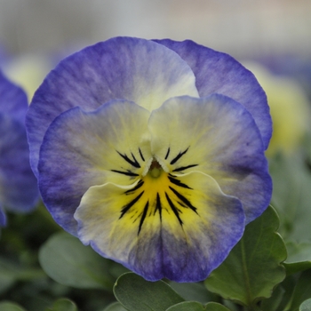 Viola cornuta - Sorbet® XP 'Neptune'