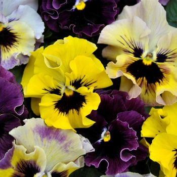 Viola cornuta - Frizzle Sizzle Mini Mix