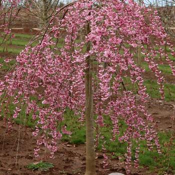 Prunus 'NCPH1' - Pink Cascade® Cherry