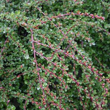 Cotoneaster apiculatus 'Tom Thumb' - Tom Thumb Cranberry Cotoneaster