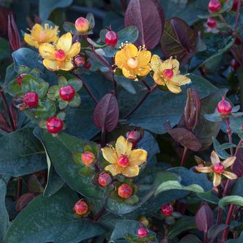 Hypericum x inodorum 'KOLSAN' - FloralBerry® Sangria St. John's Wort