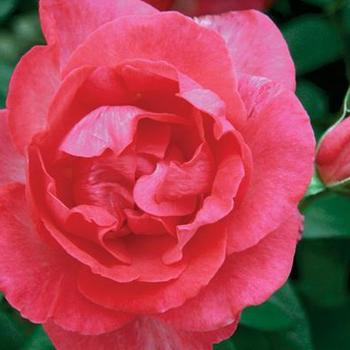 Rosa 'Radtreasure' - Tahitian Treasure™ Rose