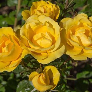 Rosa 'Meianycid' - Gilded Sun™ Rose