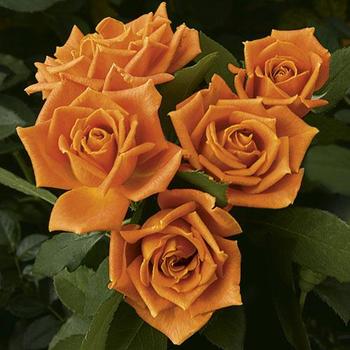 Rosa 'WEKmongros' - Pumpkin Patch™ Rose