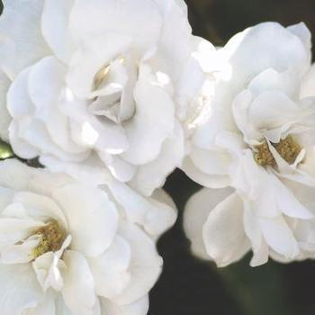 Rosa 'Korfloci111' - White Veranda® Rose