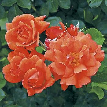 Rosa 'CHEwesic' - Above All™ Rose