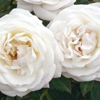 Rosa 'Radfragwhite' PP22988 - Pearlescent™ Rose