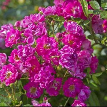 Rosa 'Zlepolone' PP31644 CPBR 6,574 - Pretty Polly® Pink Rose