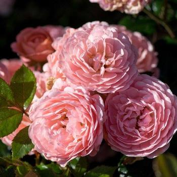 Rosa 'Meimirrote' - Apricot Drift® Rose