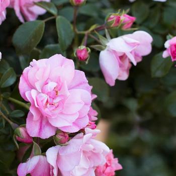 Rosa 'Noamel' - Flower Carpet® Appleblossom Rose