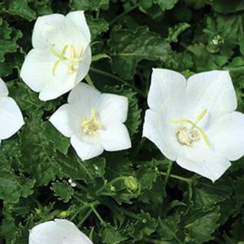 Campanula carpatica 'Pearl White' - Bellflower