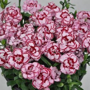 Dianthus 'Constant Beauty® Crush Pink' - Border Carnation