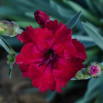 Dianthus 'Mountain Frost™ Red Garnet' - Border Carnation