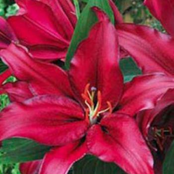 Lilium orientalis 'Firebolt®' - Oriental Lily 