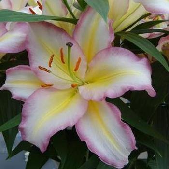 Lilium oriental 'Tricolor' - Oriental Lily