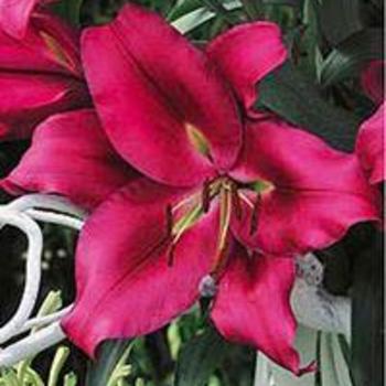 Lilium 'Carbonero®' - Oriental Trumpet Lily