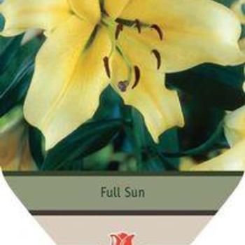 Lilium 'Honeymoon' - Oriental Trumpet Lily
