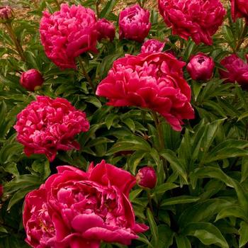 Paeonia 'Karl Rosenfield' - Garden Peony