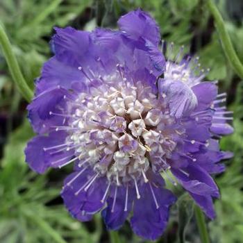 Scabiosa caucasia 'Fama Deep Blue' - Pincushion Flower