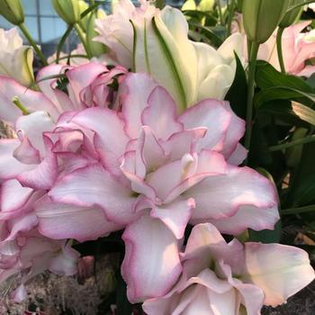 Lilium 'Anouska' - Oriental Lily