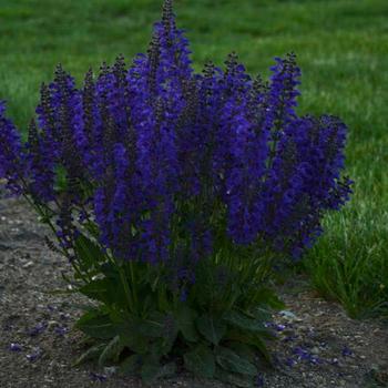 Salvia pratensis 'Fashionista® Evening Attire' - Meadow Sage
