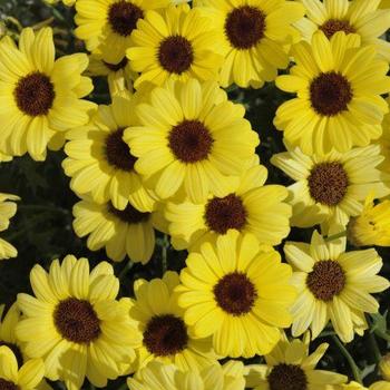 Argyranthemum frutescens 'GRANDAISY® Yellow' - Argyranthemum (Marguerite Daisy)