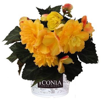 Begonia 'I'Conia Portofino Citrix' - Begonia