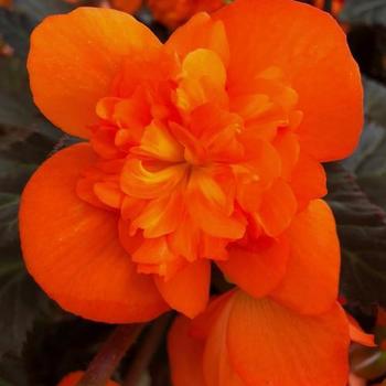 Begonia 'I'Conia Portofino Hot Orange' - Begonia