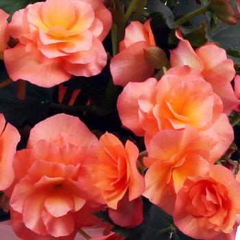 Begonia x hiemalis 'Solenia® Apricot' - Rieger Begonia