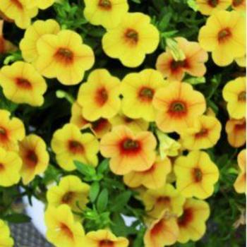 Calibrachoa hybrida 'Calitastic Mango' - Calibrachoa