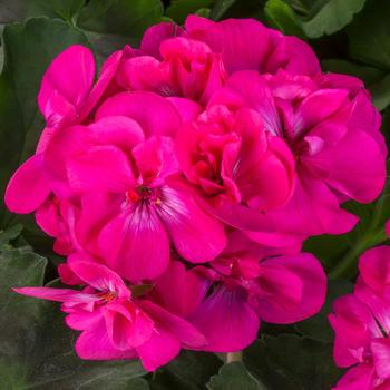 Geranium 'Calliope® Medium Dark Pink' - Geranium, Ivy