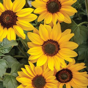 Helianthus 'Suncredible® Yellow' - Helianthus (Sunflower)