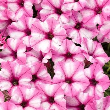 Petunia hybrid 'Supertunia® Mini Vista™ Pink Star' - Petunia