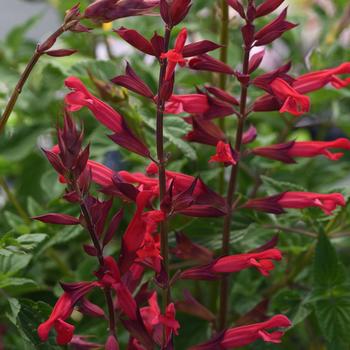 Salvia splendens 'Roman Red' - Salvia