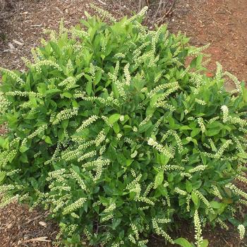 Itea virginica - 'Love Child®' Sweetspire