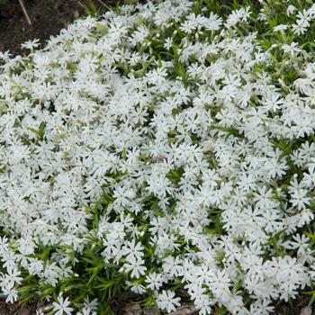 Phlox subulata 'Snowflake' - Creeping Phlox