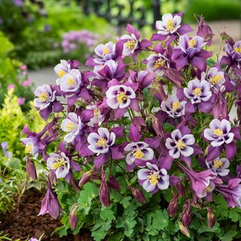 Aquilegia caerulea Earlybird™ 'Purple White' - Columbine