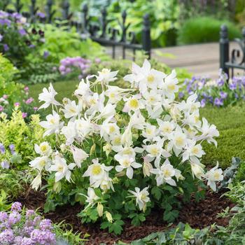 Aquilegia caerulea Earlybird™ White - Columbine