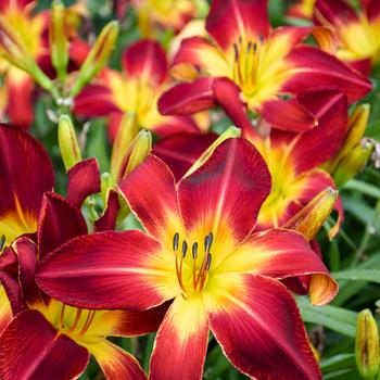 Hemerocallis (Daylily) - Rainbow Rhythm® 'Ruby Spider'