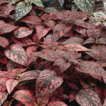 Hypoestes phyllostachya (Polka Dot Plant) - Splash 'Red'