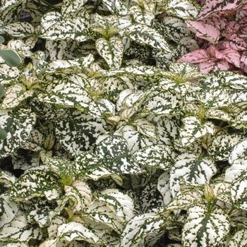 Hypoestes phyllostachya (Polka Dot Plant) - Splash Select™ 'White'