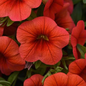 Calibrachoa (Mini Petunia) - Cabaret® Orange Improved