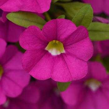 Calibrachoa (Mini Petunia) - Cabaret® 'Pink Improved'