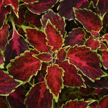Solenostemon Party Time™ 'Ruby Punch' - Coleus
